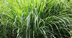 If growing in containers, you'll likely want at least 5 gallons of space for the plant to get to the size you want it to be. How To Grow Lemongrass Gardener S Path