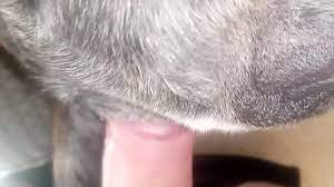 Sexo Anal Dotado Comendo Cu Do Cachorro 