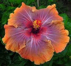 1000pc Giant Hibiscus Flower Seeds Hardy 24 Kinds 24 Colors Diy Home Garden Potted Or Yard Flower Plant Bonsa Growing Hibiscus Bonsai Flower Hibiscus Plant