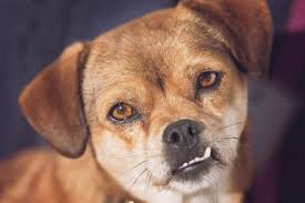 Maybe you would like to learn more about one of these? Shelter Jobs Available At The West Suburban Humane Society Wshs