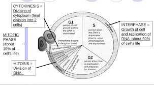 Somatic cells make up most of your body's tissues and organs, including skin, muscles, lungs, gut, and hair cells. Overview Of Cell Biology Mitosis Wikiversity