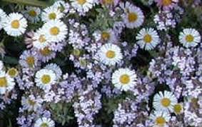 Image result for Erigeron karvinskianus