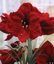 The majority of our wholesale wedding flowers are available year round however we do carry several seasonal options. Amaryllis Benfica Annual Flowers Amaryllis Beautiful Flowers