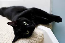 ‪Black Cat Facts | Chewy‬‏