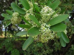 Image result for Gymnosporia glaucophylla