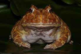 All Sizes Pacman Frog Argentine Wide-mouth Frog Ceratophrys Ornata Flickr - Photo Sharing Pacman Frog Frog Pacman