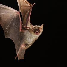 Obtaining the proper permits on state and local levels is not easy, as no state issues a permit to keep a bat without the necessary. The Last Bat The Mystery Of Britain S Most Solitary Animal Wildlife The Guardian