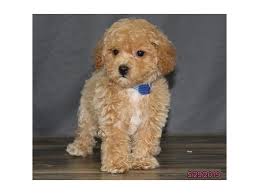 Its lifespan is approximately 12 to 15 years. Bichon Poo Puppies Petland Carriage Place