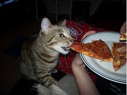 Yes, but it's risky and a bad idea. 17 Cats Eating Pizza Animal Eating Eat Eat Pizza