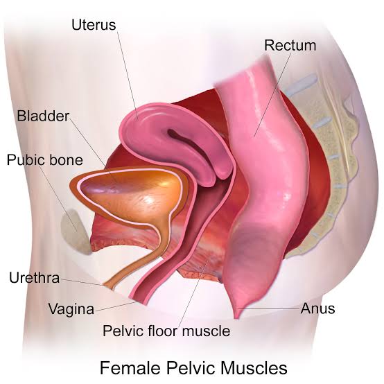 Image result for Pelvic floor muscles