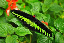 If you are lucky, the butterflies might even stop on your body to give you a closer look at it. 102 Butterfly Farm Malaysia Photos Free Royalty Free Stock Photos From Dreamstime