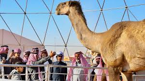 International shipping to saudi arabia is easy! Watch The Tallest Camel In The World At The Saudi Camel Festival Al Arabiya English