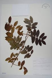 Image result for Athroisma gracile