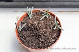 Image result for lavender cuttings