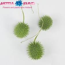 Image result for Cucumis hirsutus