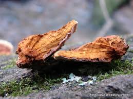 Image result for Phellinus gilvus