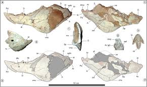 Image result for Dinophora