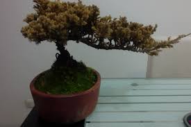 Although bonsai look ornamental inside a home or a zen garden, these smaller versions of trees and shrubs require all the same nutrients and environmental factors as their larger counterparts. Bonsai Dying With Yellow Brown Leaves Helpfulgardener Com