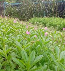 Rumput yang berada di luar rumahnya itu diracuni oleh pihak kebersihan. Persatuan Peminat Pemilik Arnab Kelantan 3pak Bolehkan Buat Makanan Arnab Sendiri Ya Sudah Tentu Boleh Jika Mempunyai Ilmu Yang Cukup Bagi Menghasikan Makanan Arnab Yang Berkualiti Pertama Sekali Harus