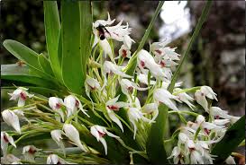 Image result for Barleria mackenii