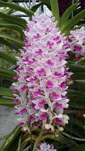Biji Benih Bunga Hias Anggrek Cymbidium Orchid Putih White Ungu Sho025 Orchid Flower Botanical Orchids Beautiful Orchids