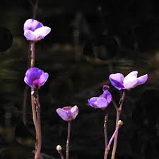 Image result for Utricularia formula