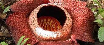 Wild Things The Stinking Corpse Lily Largest Flower