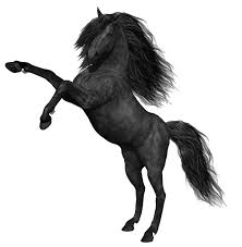 Beautiful Black And White Mustang Horse Mustang Horse Png Photos Png Mart Horses Black Horse Horse Illustration