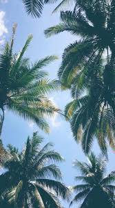 Wallpaper Iphone 8 Plus Liverpool Best Oled Wallpapers For Iphone Xs Max Nature Iphone Wallpaper Wallpaper Tumblr Lockscreen Tree Wallpaper Iphone
