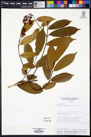 Image result for Motandra paniculata