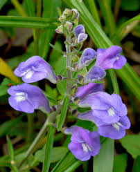 Image result for Scutellaria schweinfurthii