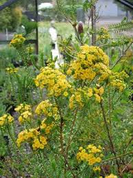 All parts of this plant are poisonous. Verticordia Cooloomia Australian Native Plants Plants 800 701 6517