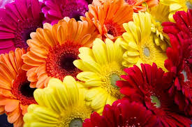 I fiori nella nostra vita, la colorano e la rendono più allegra. Le 5 Specie Di Margherite Piu Comuni Guida Giardino