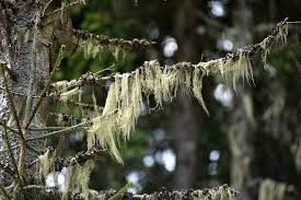 Maybe you would like to learn more about one of these? Foraging For Usnea A Super Medicinal Lichen