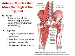 These muscles can be grouped based upon their location and function. A Jammed Hip Joint Is A Common Neurokinetic Therapy Facebook
