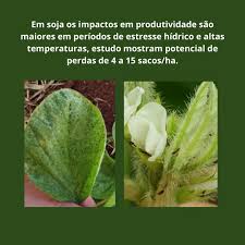 Image result for Eriosema chrysadenium