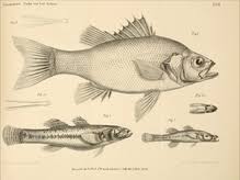 australian bass wikipedia