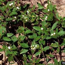 Image result for Richardia scabra