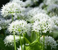 Image result for Allium ursinum