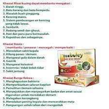 Khasiat daun misai kucing untuk wanita. Facebook