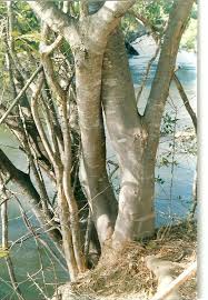 Image result for Albizia isenbergiana