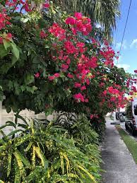 Maybe you would like to learn more about one of these? 610 Key West Tropical Gardens Ideas In 2021 Forest Plants Flowering Vines Key West