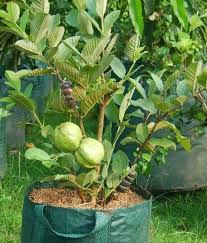 The flowers of the asian guava are white, up to one inch in diameter and sweetly scented. Thailand Guava Plant By Nazmin Nursery Thailand Guava Plant Inr 50 Piece Approx Id 4947006