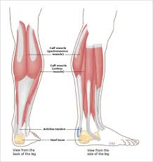 In the femur, tibia, and basitarsus. Legs Achilles Tendinopathy Specialist Pain International Clinic Dr Nicholas Chua Phd
