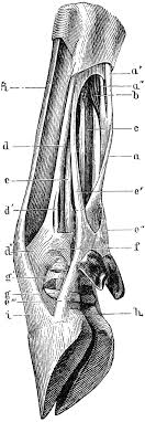 Here is a list of the four and each one's specific function. Tendons And Ligaments Of Ox Leg Clipart Etc