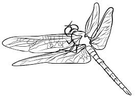 Realistic Dragonfly Coloring Page Free Animal Coloring Pages Insect Coloring Pages Coloring Pages