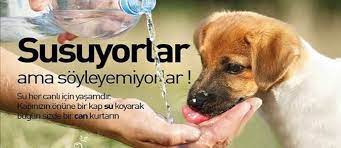 hayvanlara yonelik sosyal sorumluluk projeleri ekolojist net 2021 hayvan hayvan haklari hayvan barinagi