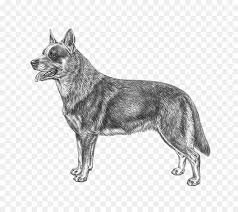 Avustralya Sigir Kopegi Isvec Coban Kunming Wolfdog Stumpy Kuyruk Sigir Kopegi Avustralya Coban Kopegi Digerleri Seffaf Png Goruntusu