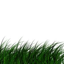 Free Download High Quality Grass Png Transparent Image Without Background Its A Good Quality Png Image Of Grass It Is Best Background Images Image Cloud Image