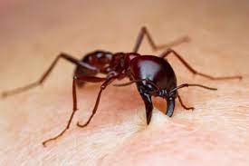 There are feelings of general satisfaction for all things in life as to how ants work in unity whether it is familiar or new surroundings. Causes Of Seeing Ants In The Dream Evangelist Joshua